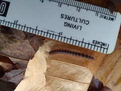 Pseudopolydesmus canadensis