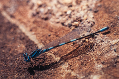 Coenagrion caerulescens
