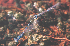Coenagrion caerulescens