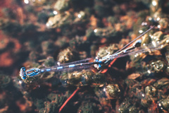 Coenagrion caerulescens