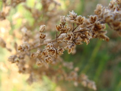 Image of Artemisia Atlantica (Artemisia atlantica) by (c) Abdenour Kheloufi, some rights reserved (CC BY)