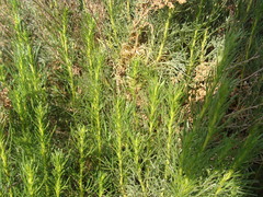 Artemisia atlantica image