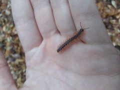 Pseudopolydesmus canadensis