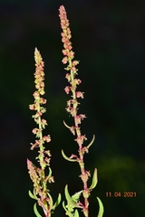 Rumex bucephalophorus