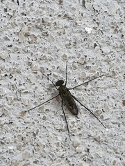 Liancalus virens