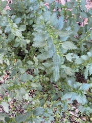 Urtica urens