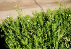 Baccharis ulicina