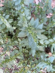 Urtica urens