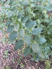 Urtica urens