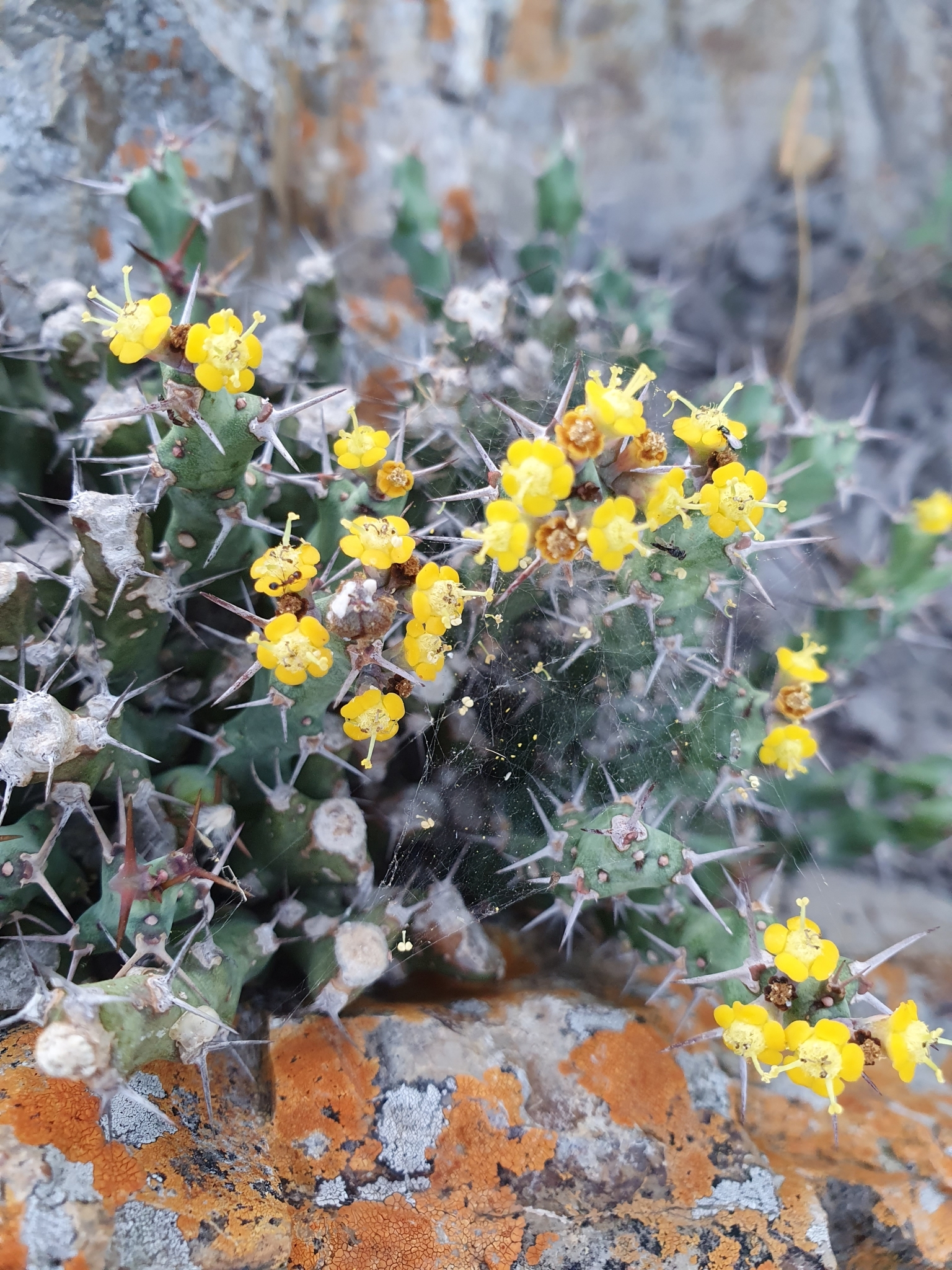 【一点モノ／現地風演出】Euphorbia clivicola 鉢付き発送 IMG_0009-1024x768.jpeg