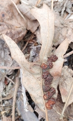 Polystepha symmetrica