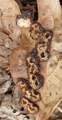 Polystepha symmetrica