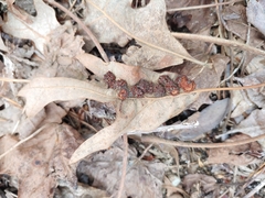 Polystepha symmetrica