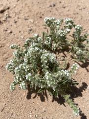 Johnstonella