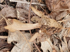Polystepha symmetrica