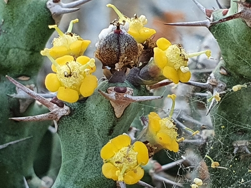 Euphorbia clivicola
