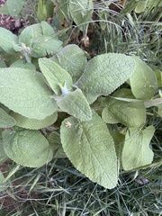 Stachys albens