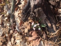 Claytonia caroliniana