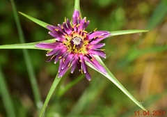 Tragopogon crocifolius