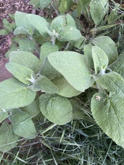 Stachys albens
