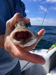 Mycteroperca microlepis