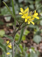 Sisymbrium orientale