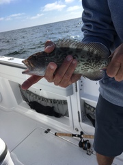 Mycteroperca microlepis