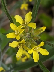 Sisymbrium orientale