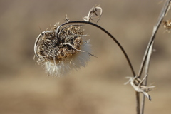 Cirsium decussatum