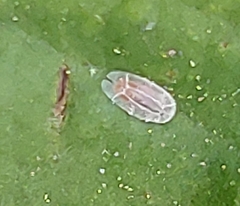 Toumeyella