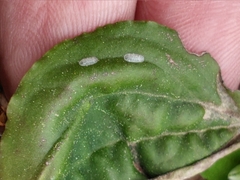 Toumeyella