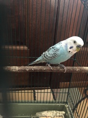 Melopsittacus
