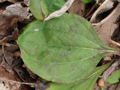 Toumeyella