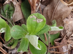 Toumeyella