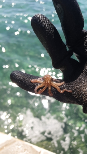 Photo of Common octopus (Octopus vulgaris)