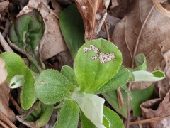 Toumeyella