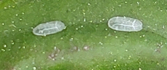 Toumeyella
