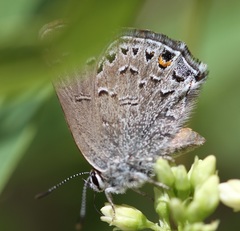 Satyrium behrii