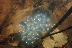 Ambystoma maculatum