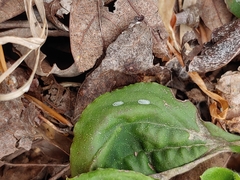 Toumeyella
