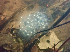 Ambystoma maculatum