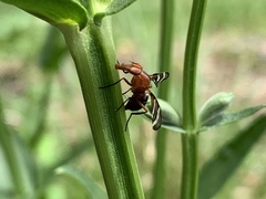 Tritoxa incurva