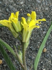 Sisymbrium orientale