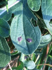 Loewiola centaureae