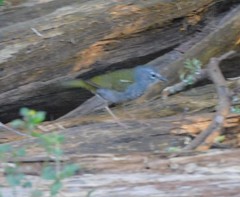 Myiothlypis leucoblephara