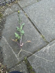 Sisymbrium orientale