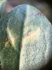 Loewiola centaureae