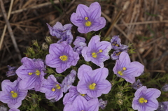 Nierembergia linariifolia