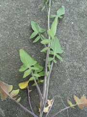 Sisymbrium orientale