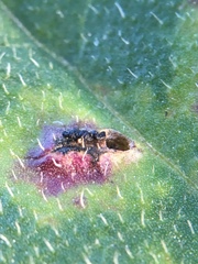 Loewiola centaureae
